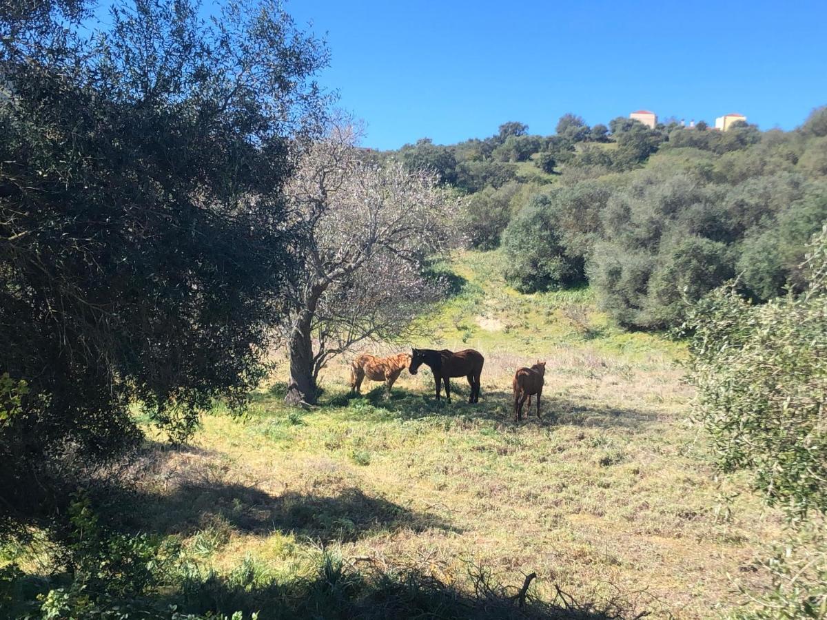 Agriturismo E Antica Fattoria Matteu Acomodação com café da manhã Teulada Exterior foto